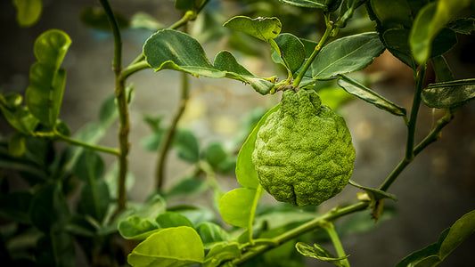 Is Bergamot Oil Good for Skin?